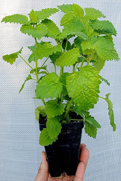 Lemon Balm Herbs Live Plant - 2.5" pot