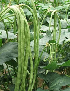 Yard Long Green Bean Seeds Heirloom Non-GMO (50+)