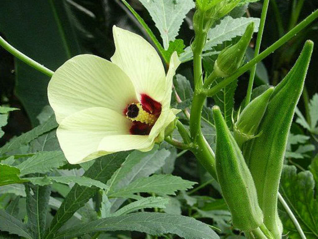 Okra Clemson Spineless Seeds Heirloom Non-GMO (50+ Seeds)