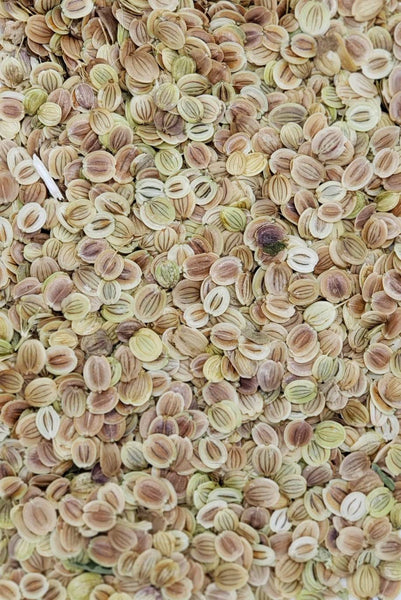 Parsnip Harris Model Seeds Heirloom Non-GMO (200+ Seeds)