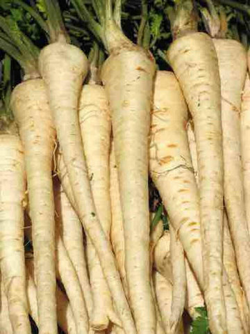 Parsnip Harris Model Seeds Heirloom Non-GMO (200+ Seeds)