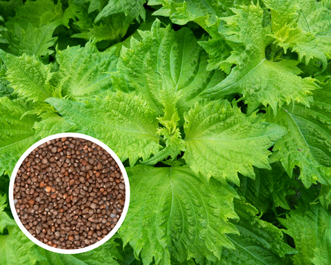 Shiso (Perilla) - Green Ohba Ao Shiso Seeds Herb Non-GMO (100+ Seeds)