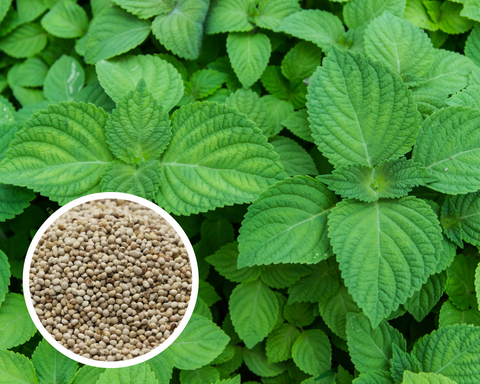 Shiso (Perilla) - Green (Ao) Seeds Herb Heirloom Non-GMO (100+ Seeds)