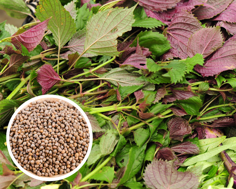 Shiso (Perilla) - Hojiso Seeds Herbs Heirloom Non-GMO (100+ Seeds)
