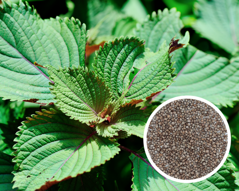 Shiso (Perilla) - Jeok Ssam IP Seeds Herb Non-GMO (100+ Seeds)