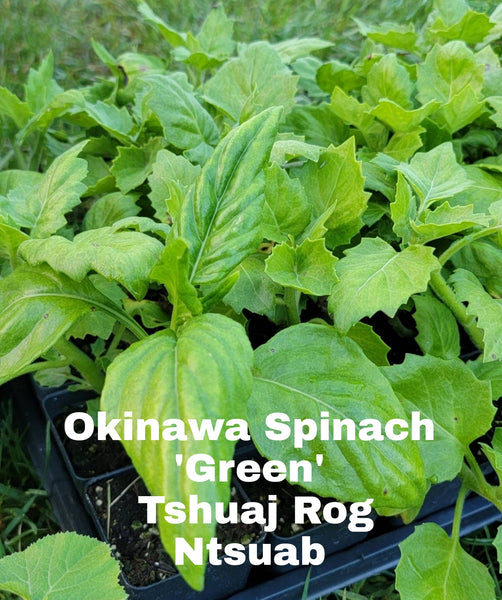 Hmong Medicinal Herbs Starter Plants Package