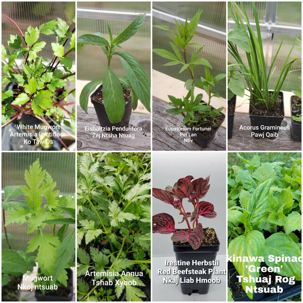 Hmong Medicinal Herbs Starter Plants Package