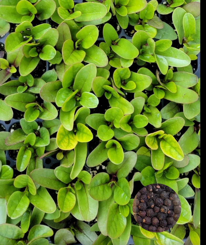 planting malabar spinach seeds Red Malabar Spinach Seeds Heirloom Non-GMO (50+ Seeds) – Hello May Garden
