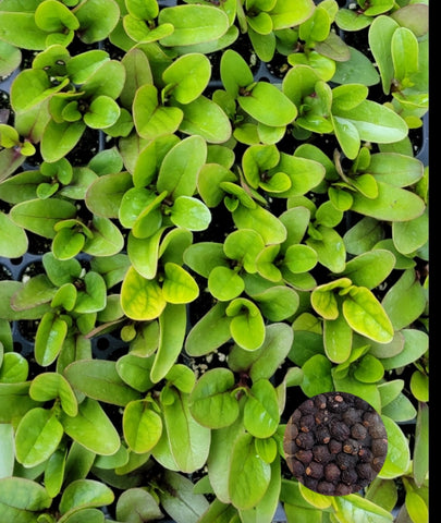Red Malabar Spinach Seeds Heirloom Non-GMO (50+ Seeds)