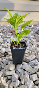 Carolina Reaper Pepper Live Plants - 1 Seedling