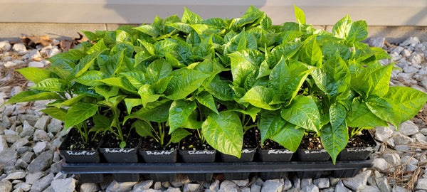 Carolina Reaper Pepper Live Plants - 1 Seedling