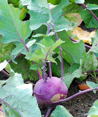 Kohlrabi Purple Vienna Seeds Heirloom Non-GMO (600+ Seeds)