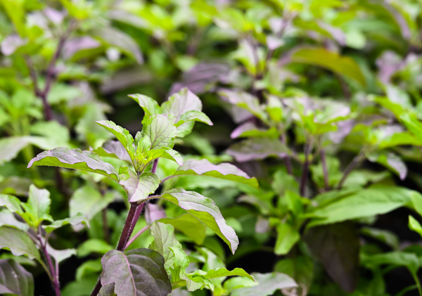Thai Holy Basil Red Kras Pao Pakapao Tulsi Ocimum Tenuiflorum Herbs Seeds Non-GMO (1000+ Seeds)
