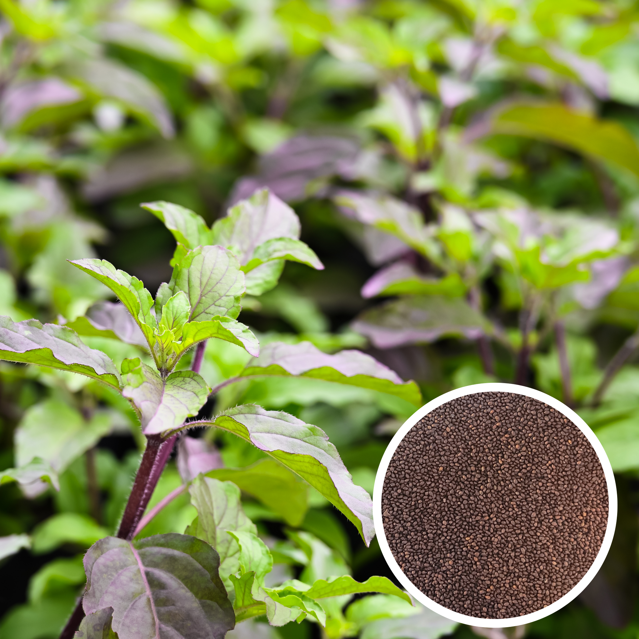 holy basil plant seeds Thai Holy Basil Red Kras Pao Pakapao Tulsi Ocimum Tenuiflorum Herbs Se – Hello May Garden