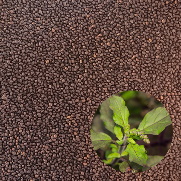 Thai Holy Basil Red Kras Pao Pakapao Tulsi Ocimum Tenuiflorum Herbs Seeds Non-GMO (1000+ Seeds)