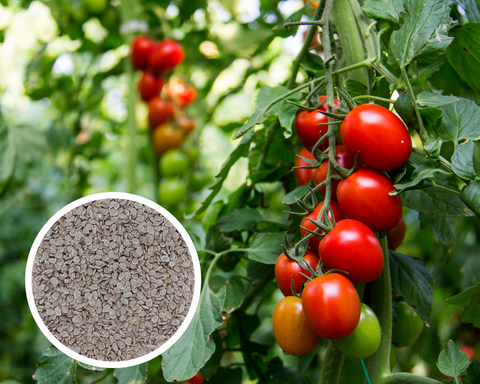 Roma VF Tomato Seeds Non-GMO (50+ Seeds)