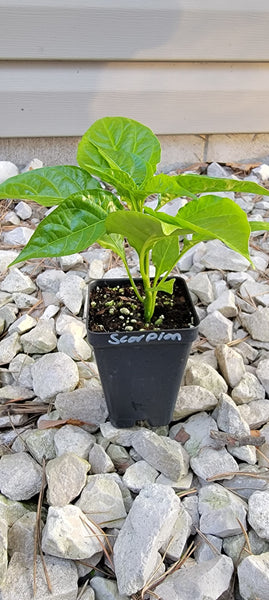 Trinidad Moruga Scorpion Pepper Live Plants - 2.5" Pot