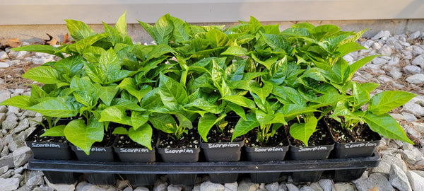 Trinidad Moruga Scorpion Pepper Live Plants - 2.5" Pot