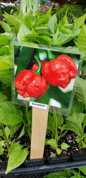 Trinidad Moruga Scorpion Pepper Live Plants - 2.5" Pot
