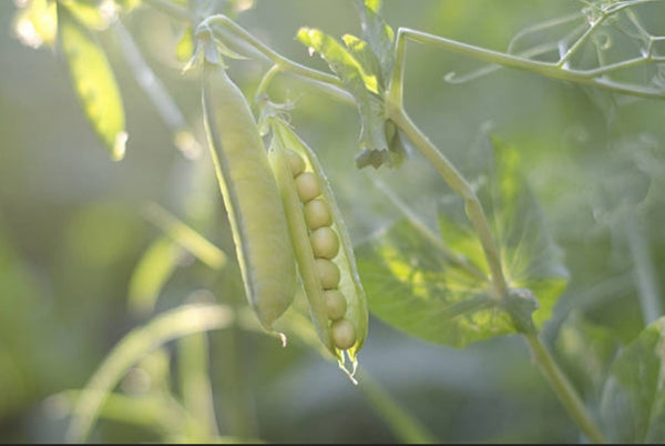 Sugar Snap Pea Sarter Live Plants - 4 Seedlings