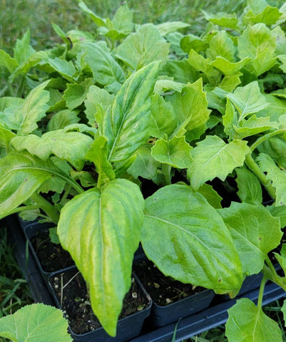 Okinawa Spinach 'Green' - Tshuaj Rog Ntsuab Hmong Medicinal Herbs Starter Live Plant - 2.5" pot