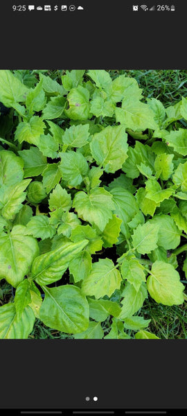 Okinawa Spinach 'Green' - Tshuaj Rog Ntsuab Hmong Medicinal Herbs Starter Live Plant - 2.5" pot
