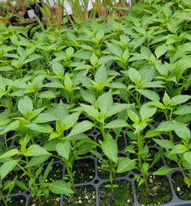 Bird's Eye Hot Chili Pepper Starter Live Plants - 4 Seedlings