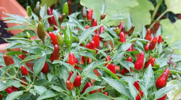 Bird's Eye Hot Chili Pepper Starter Live Plants - 4 Seedlings