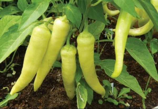 Sweet Banana Pepper Live Plants - 4 Seedlings
