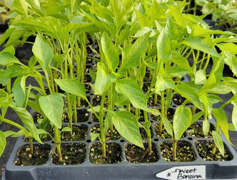 Sweet Banana Pepper Live Plants - 4 Seedlings