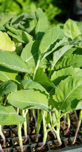 Green Kohlrabi, German Turnip Starter Live Plants - 6 Seedlings