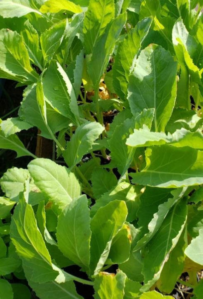 Green Kohlrabi, German Turnip Starter Live Plants - 6 Seedlings