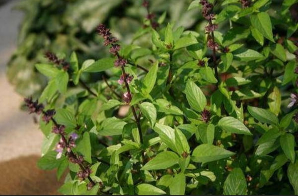 Thai Basil Herbs Starter Live Plants - 4 Seedlings