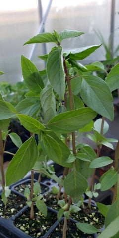 Thai Basil Herbs Starter Live Plants - 4 Seedlings