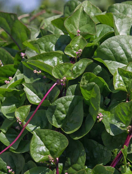 Red Malabar Spinach Seeds Heirloom Non-GMO (50+ Seeds)