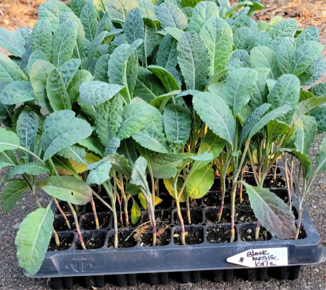 Kale Black Magic Lacinato Starter Live Plants - 6 Seedlings