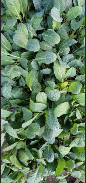 Kale Black Magic Lacinato Starter Live Plants - 6 Seedlings