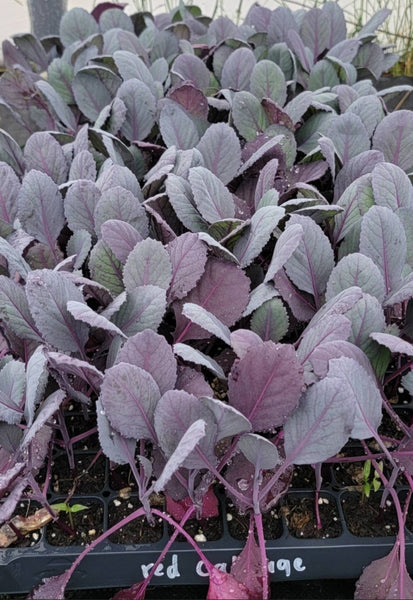 Red Acre Cabbage Starter Live Plants - 6 Seedlings