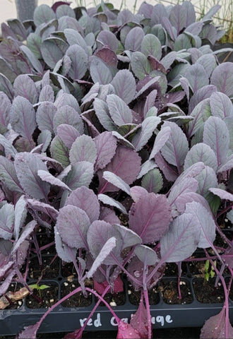 Red Acre Cabbage Starter Live Plants - 6 Seedlings