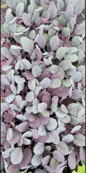 Red Acre Cabbage Starter Live Plants - 6 Seedlings