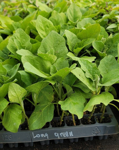 Long Green Eggplant Starter Live Plants - 4 Seedlings