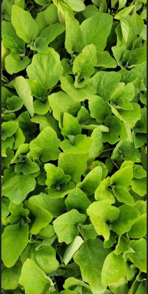 Long Green Eggplant Starter Live Plants - 4 Seedlings