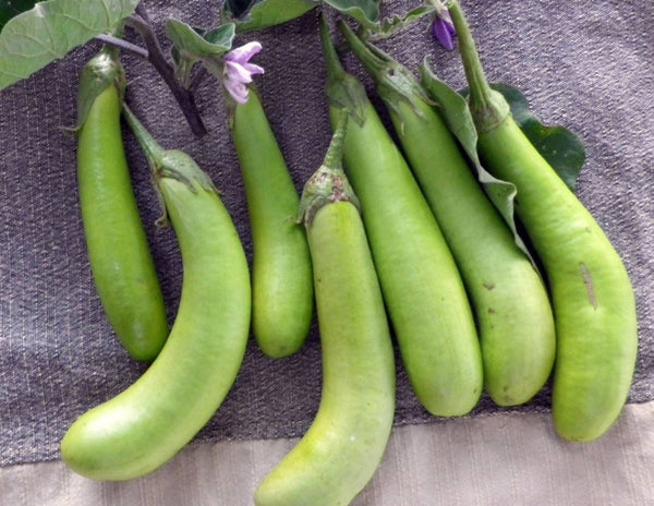 Long Green Eggplant Starter Live Plants - 4 Seedlings