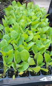 Fairy Tale Eggplant Hybrid Starter Live Plants - 4 Seedlings