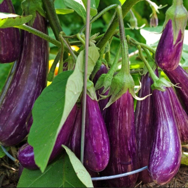 Fairy Tale Eggplant Hybrid Starter Live Plants - 4 Seedlings