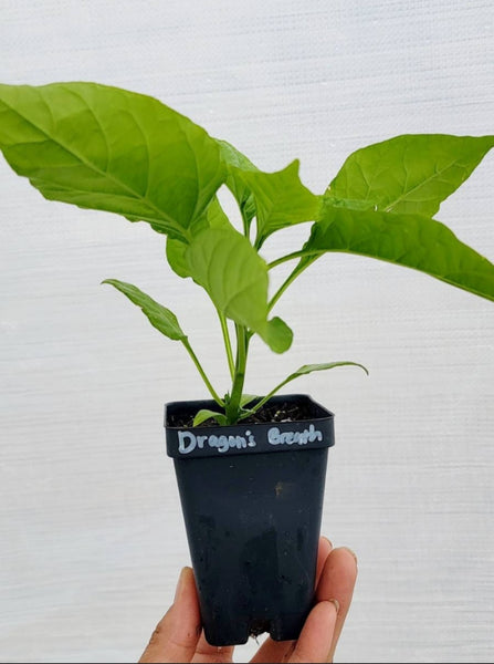 Dragons Breath Pepper Live Plants - 2.5" pot