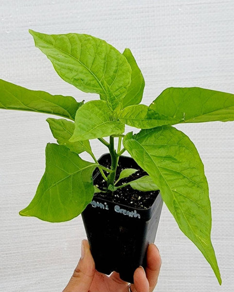 Dragons Breath Pepper Live Plants - 2.5" pot