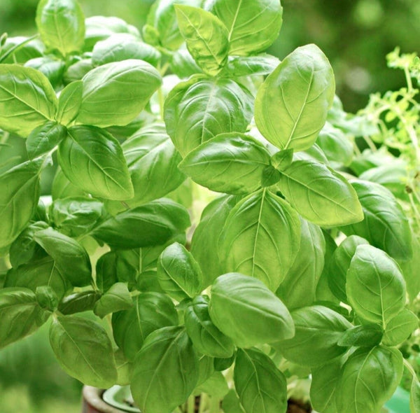 Sweet Basil Starter Live Plants - 4 Seedlings