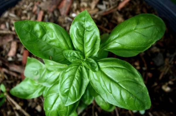 Sweet Basil Starter Live Plants - 4 Seedlings