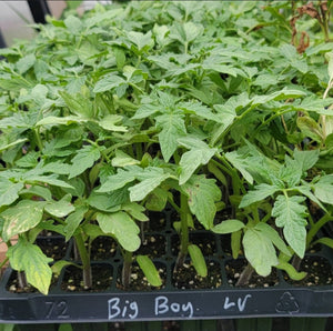 Big Boy Hybrid Tomato Starter Live Plants - 4 Seedlings